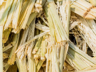 Sugarcane Bagasse